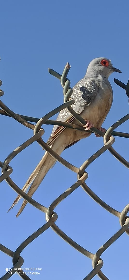 Diamond Dove - ML624544057