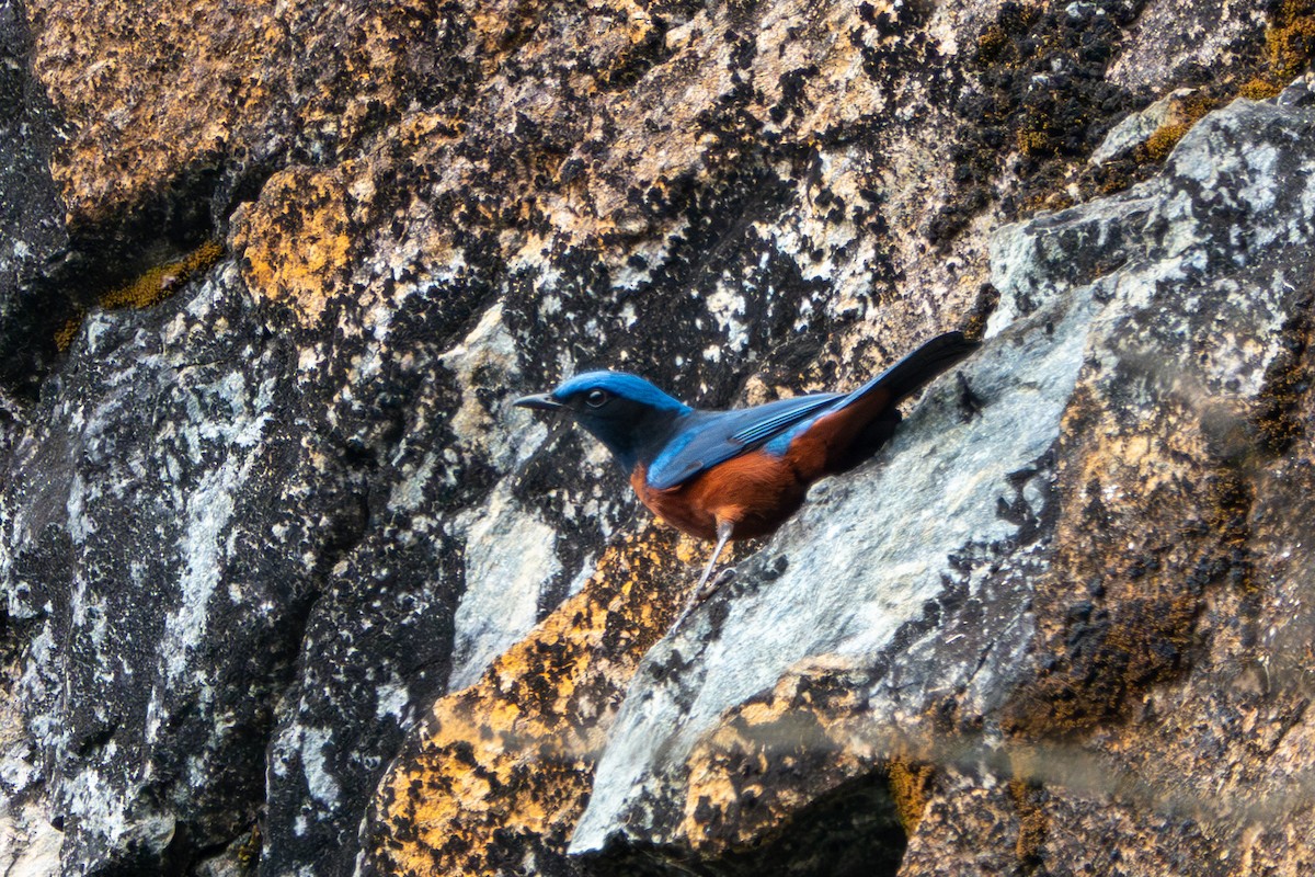 Chestnut-bellied Rock-Thrush - ML624544061