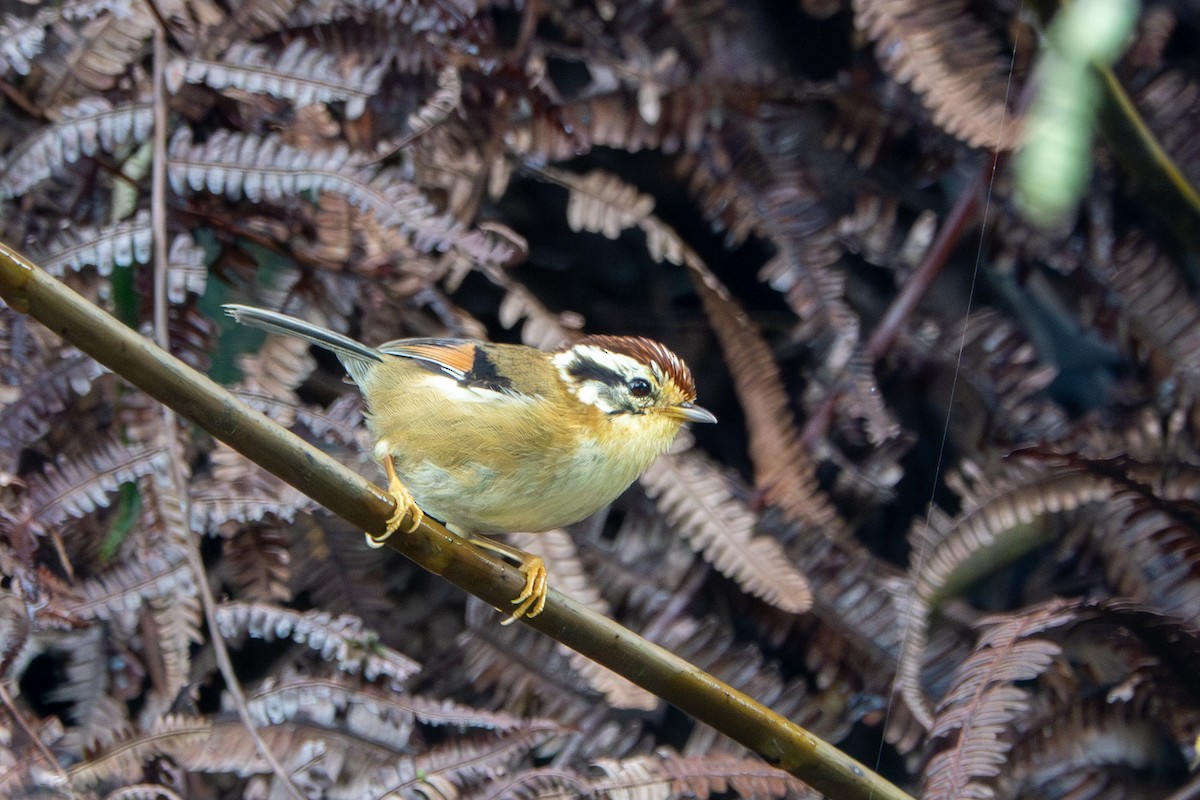 Rufous-winged Fulvetta - ML624544083