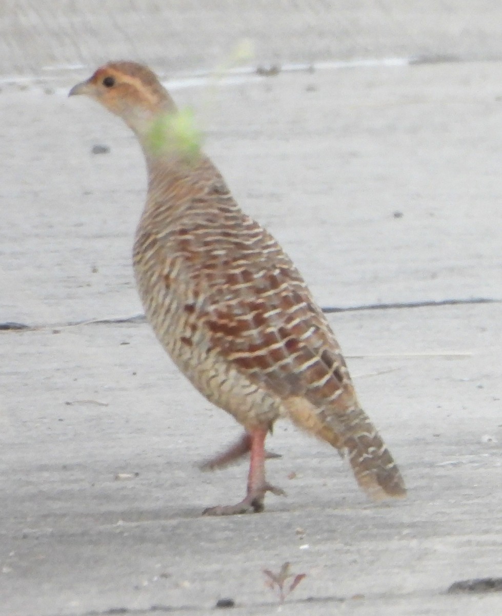 Gray Francolin - ML624544101