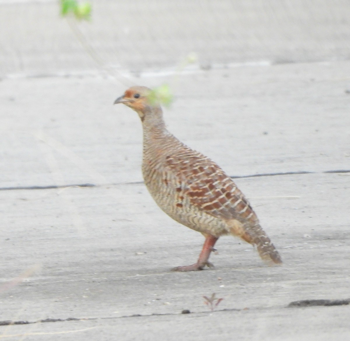 Gray Francolin - ML624544102