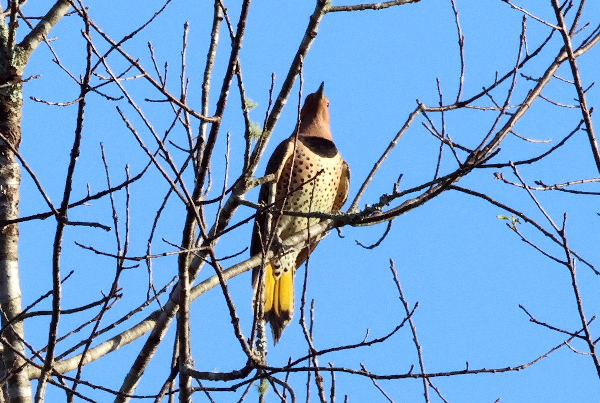 Northern Flicker - ML624544144