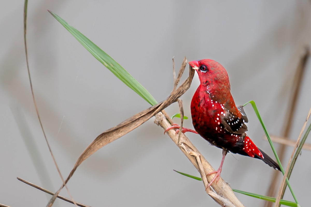 Bengalí Rojo - ML624544147