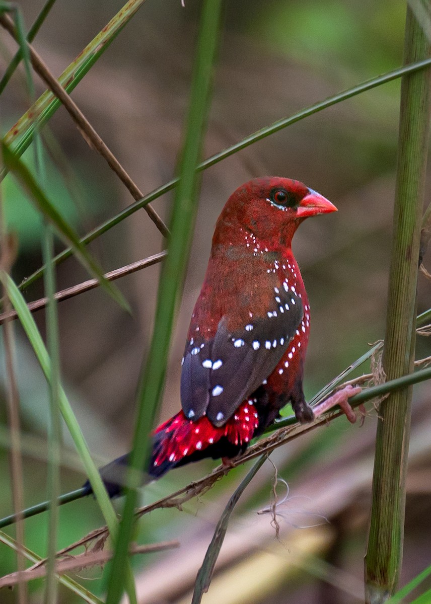 Bengali rouge - ML624544148