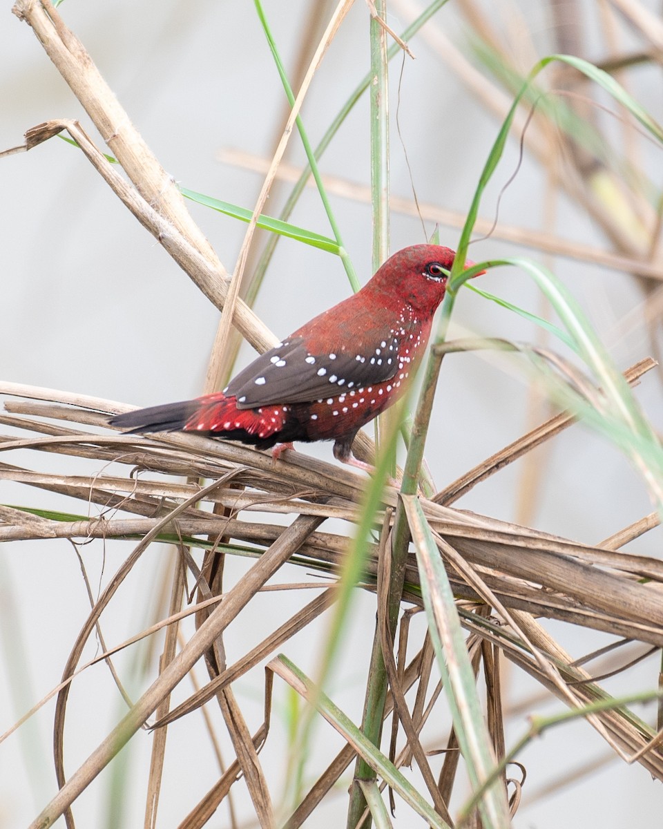 Bengali rouge - ML624544149