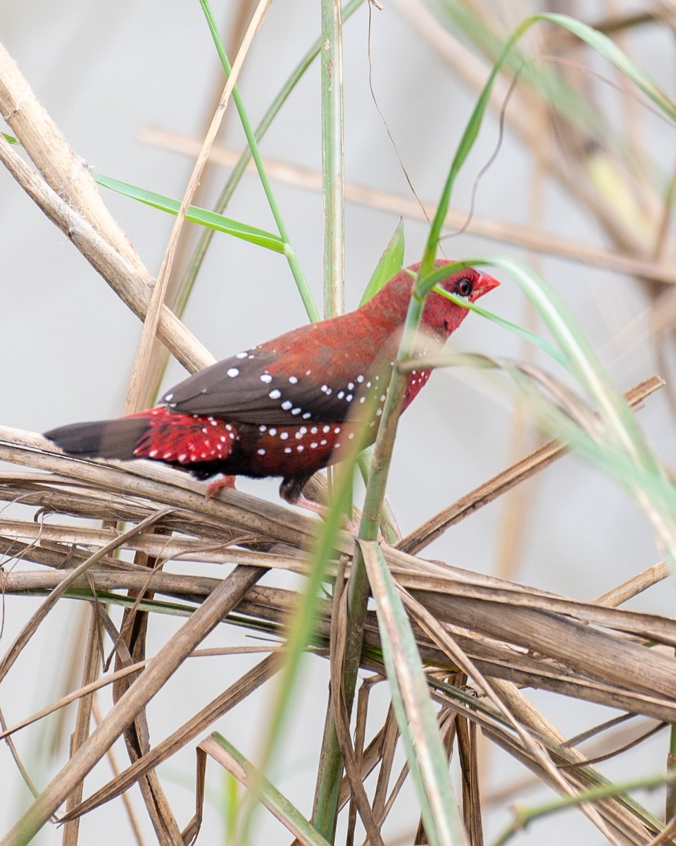 Bengali rouge - ML624544150