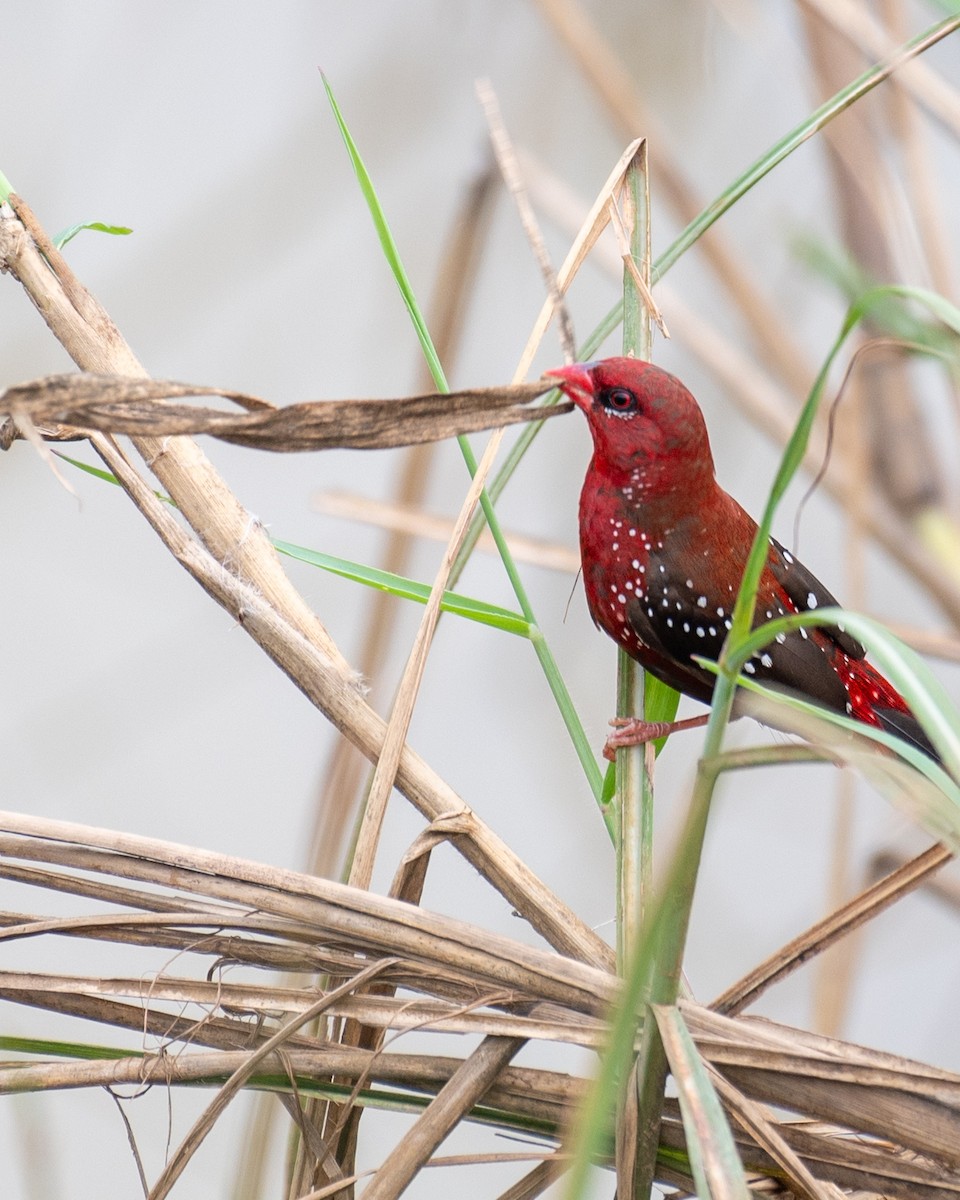 Bengalí Rojo - ML624544151