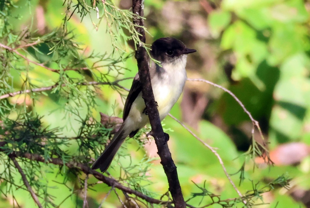Eastern Phoebe - ML624544152