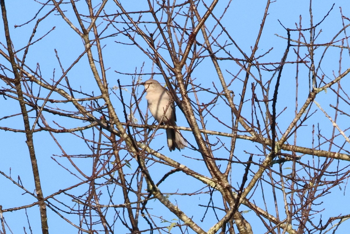 Northern Mockingbird - Vern Bothwell