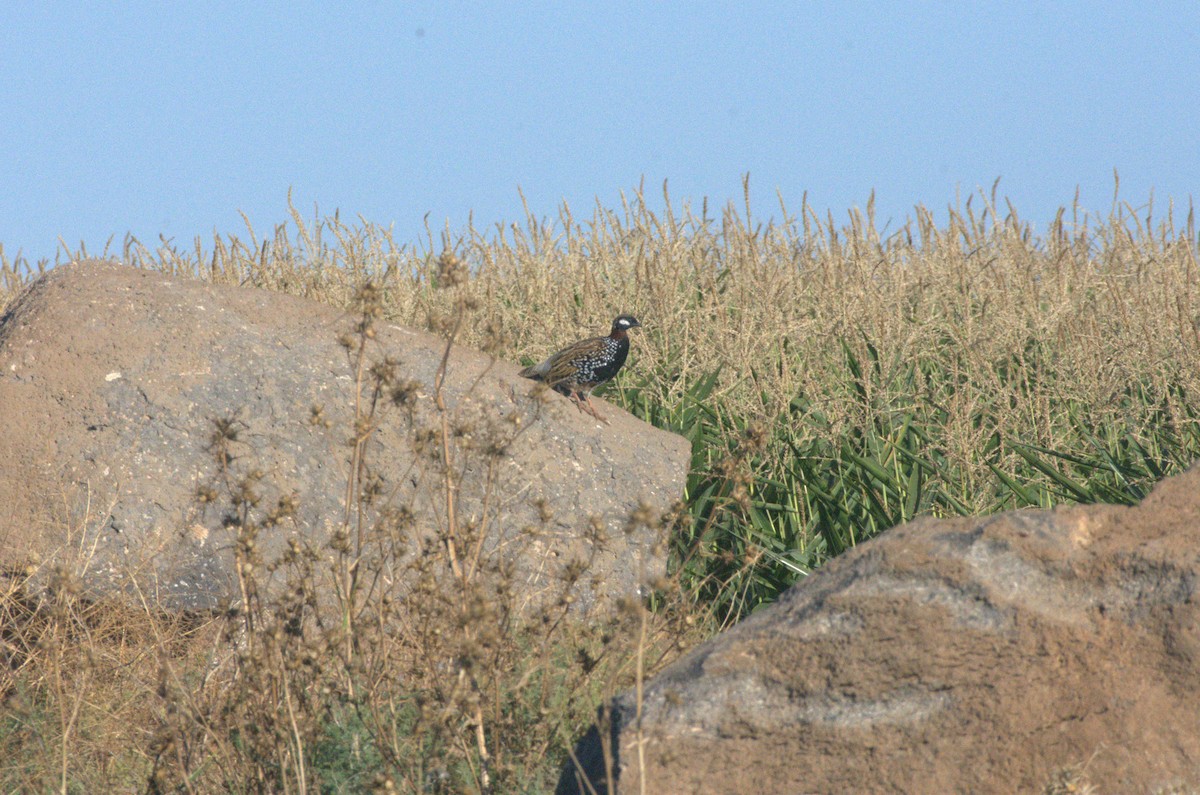 Black Francolin - ML624544167