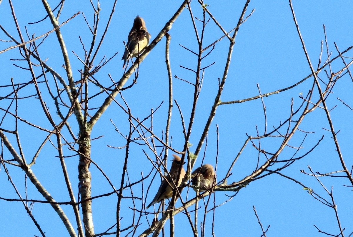 Cedar Waxwing - ML624544168