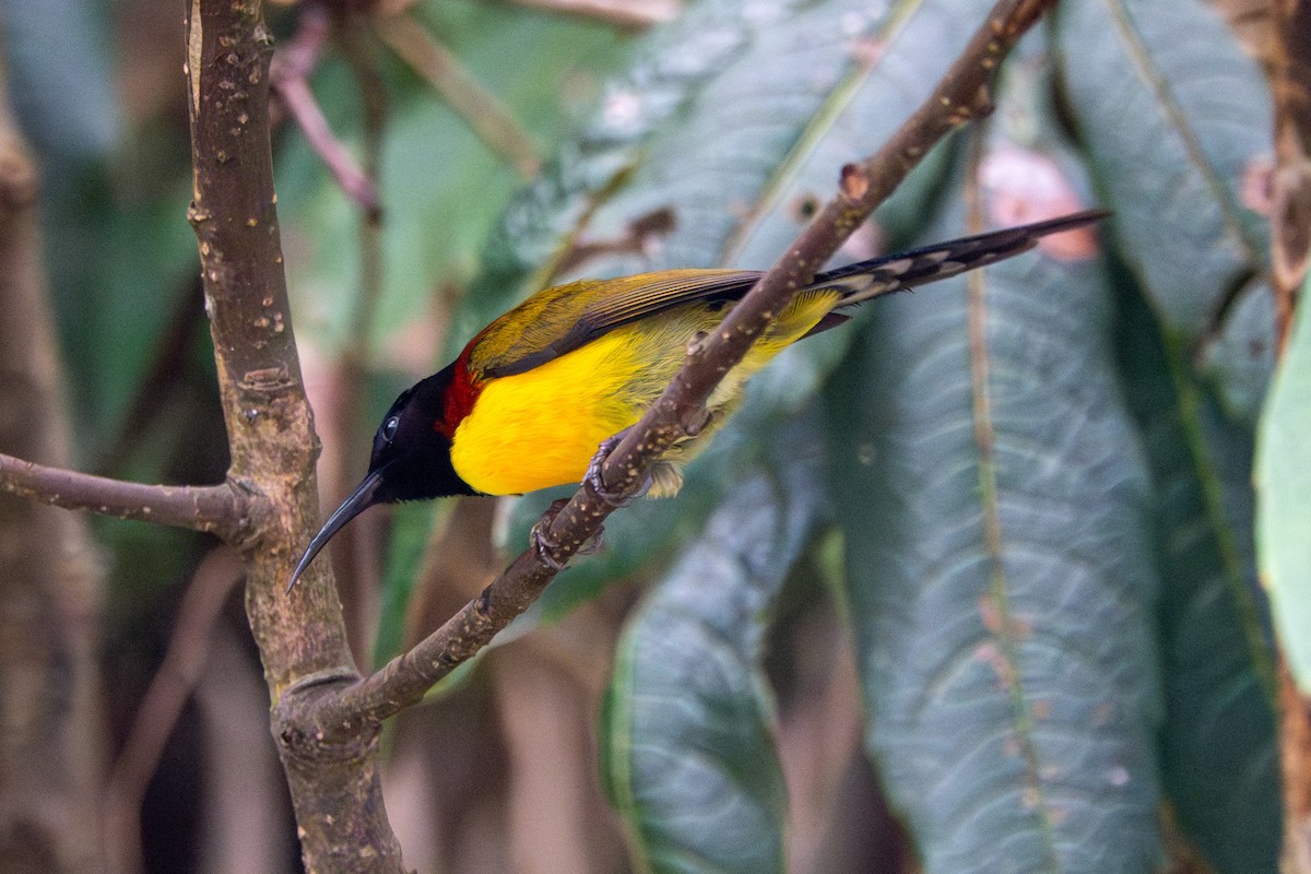 Green-tailed Sunbird - ML624544173