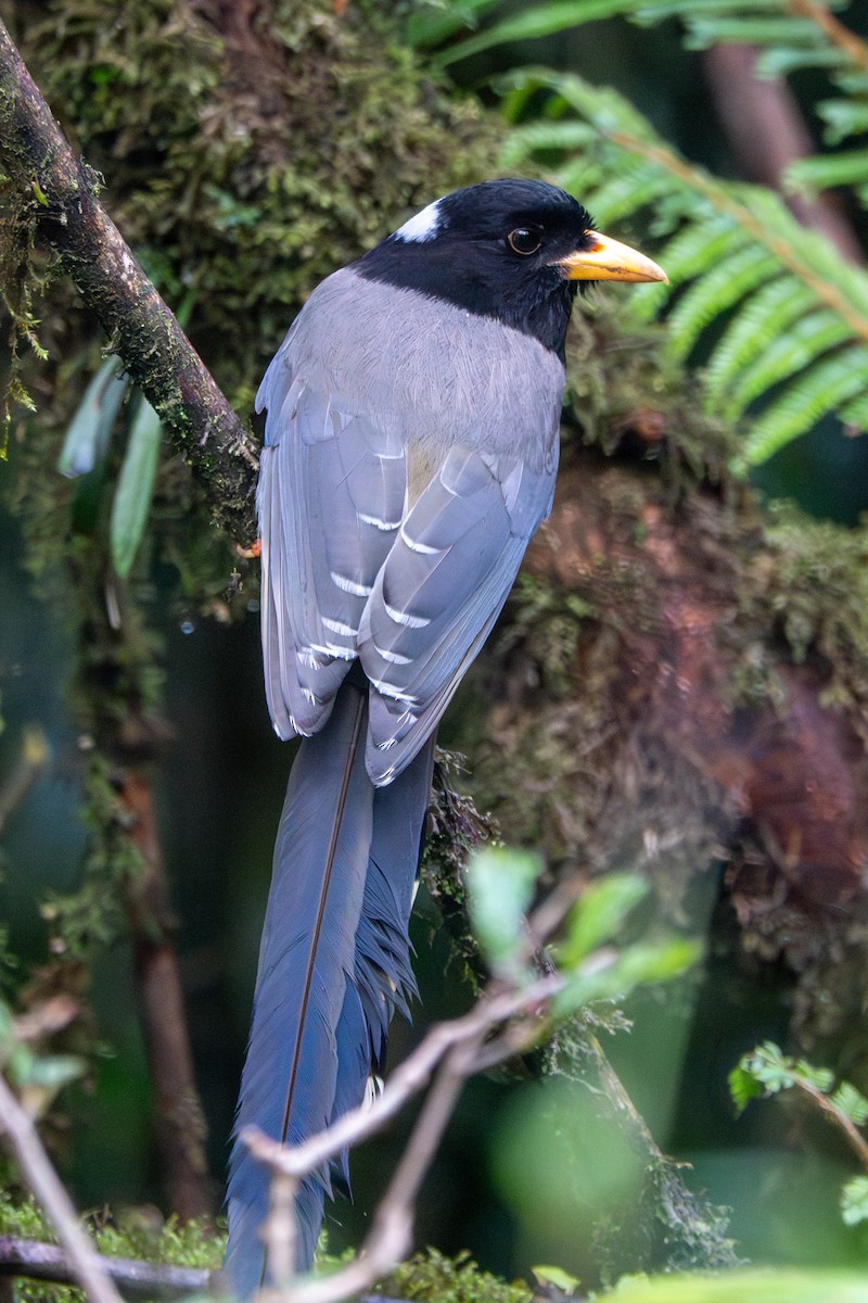 Yellow-billed Blue-Magpie - ML624544251