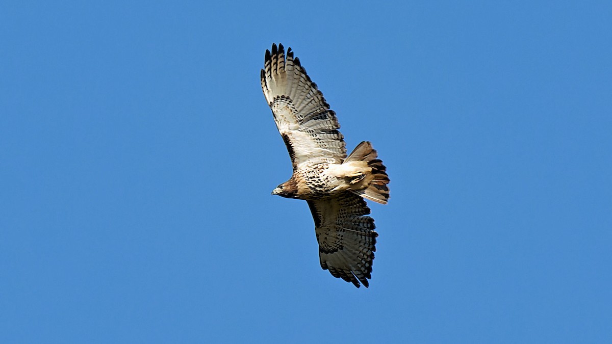 Red-tailed Hawk - ML624544253