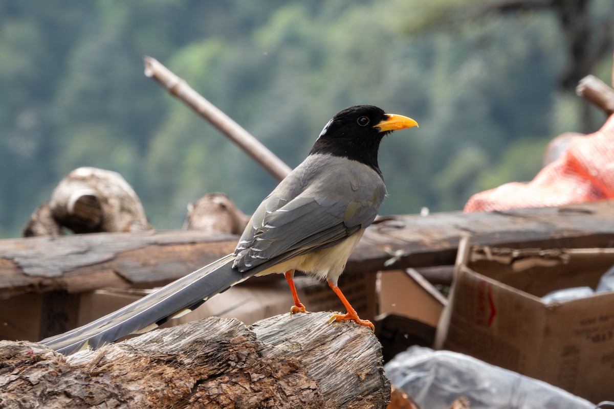 Yellow-billed Blue-Magpie - ML624544257