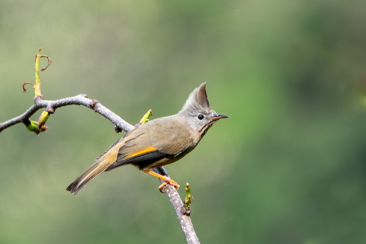 Stripe-throated Yuhina - ML624544274