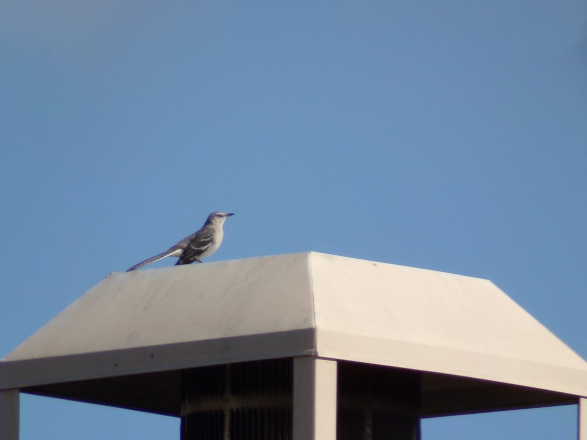 Northern Mockingbird - ML624544280