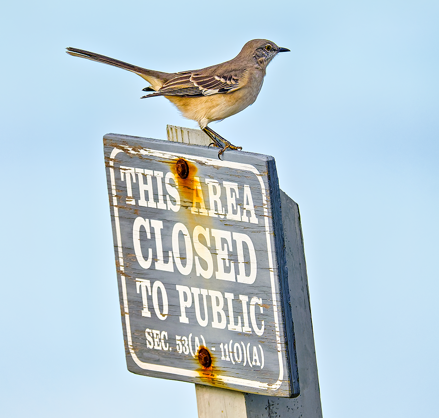 Northern Mockingbird - ML624544314