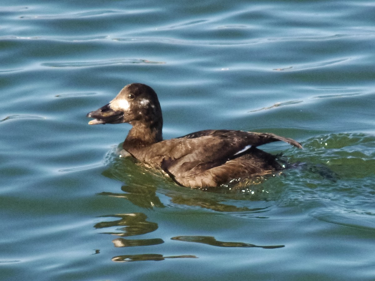 Velvet Scoter - ML624544481