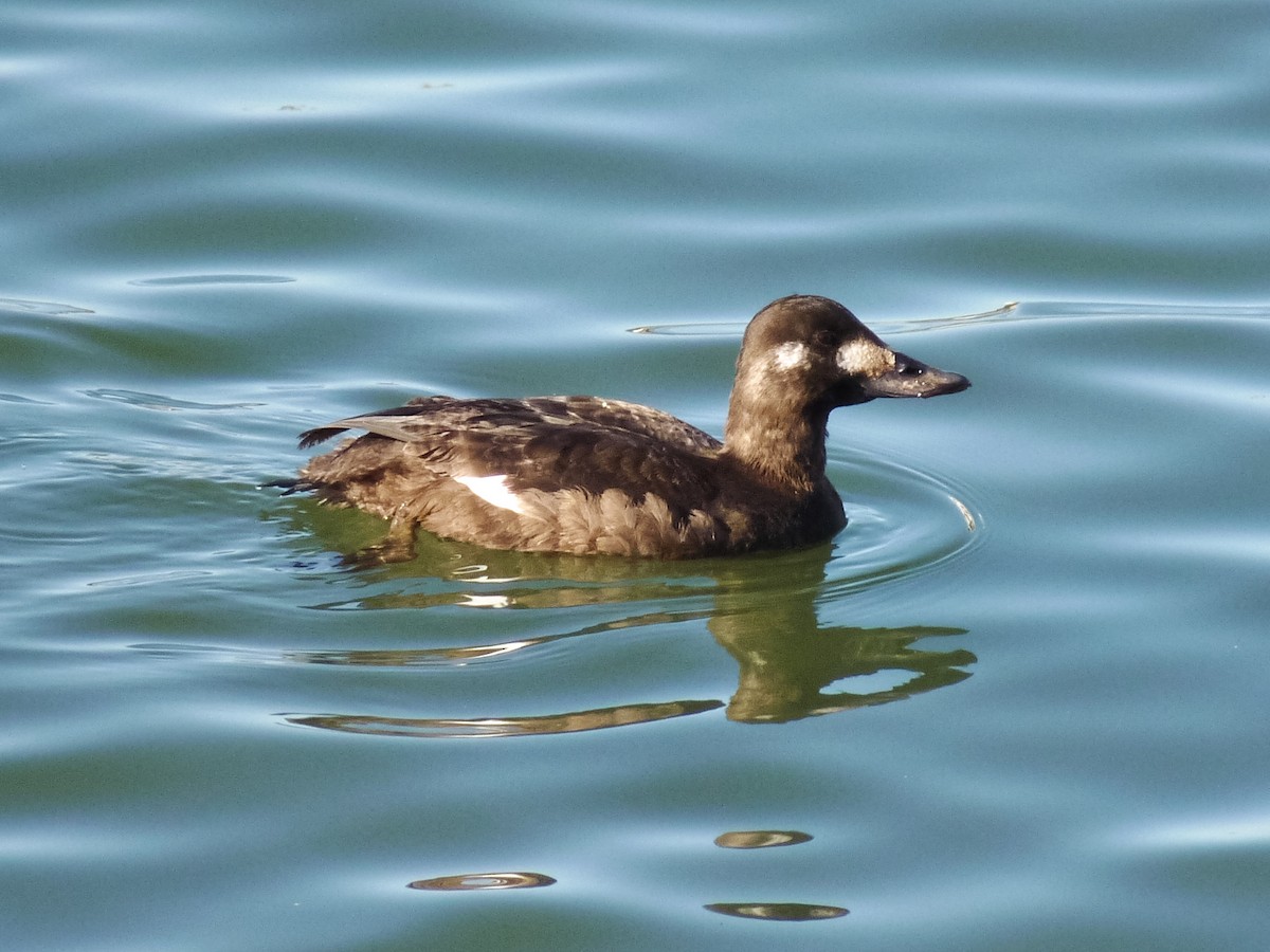 Velvet Scoter - ML624544482