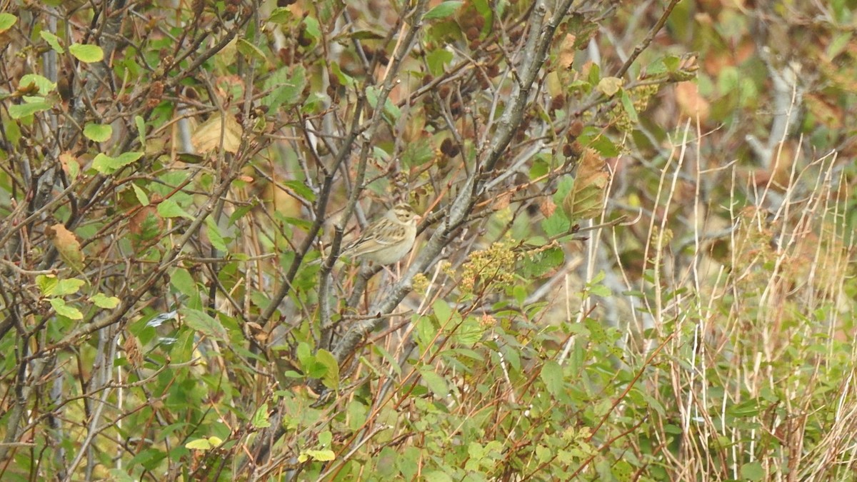 Clay-colored Sparrow - ML624544494