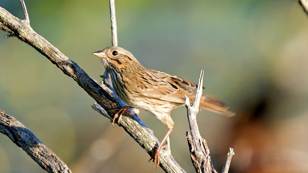 Lincoln's Sparrow - ML624544521