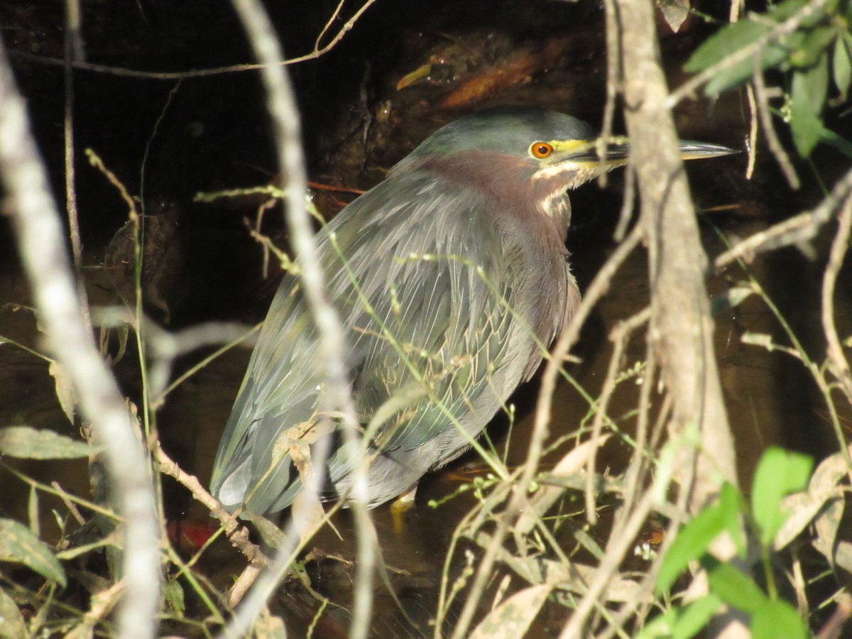Green Heron - ML624544616