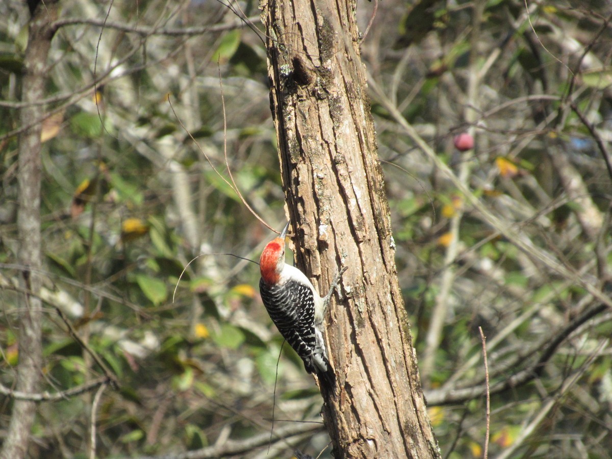 Red-bellied Woodpecker - ML624544624