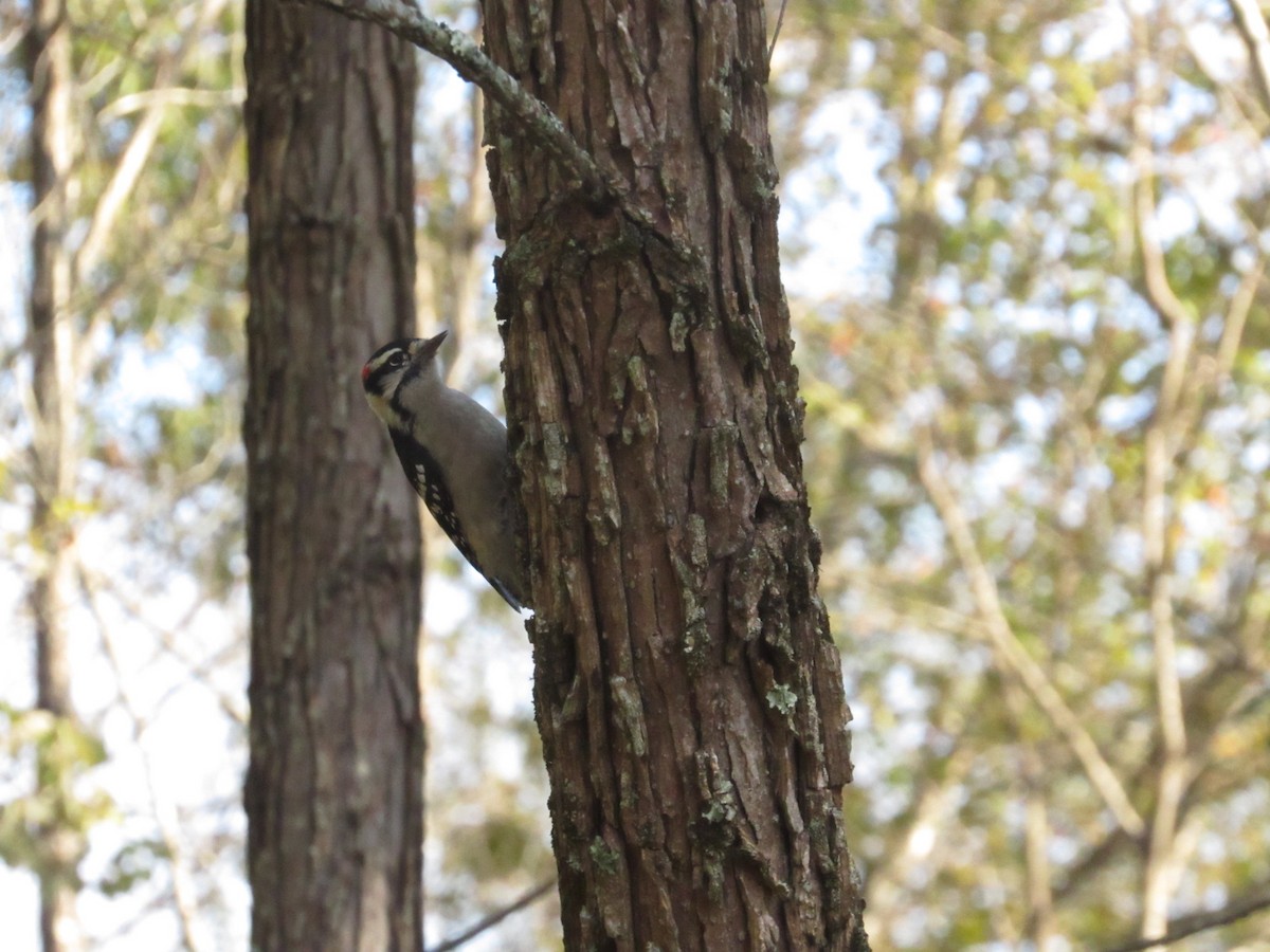 Downy Woodpecker - ML624544629
