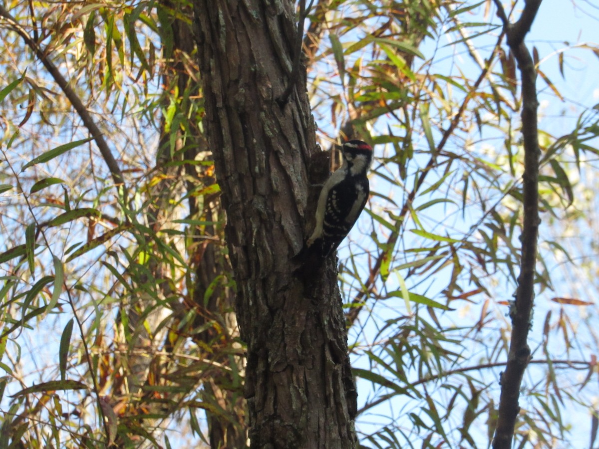 Downy Woodpecker - ML624544630
