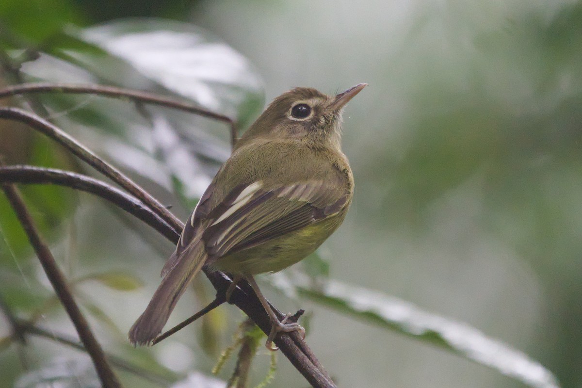 Eye-ringed Tody-Tyrant - ML624544647