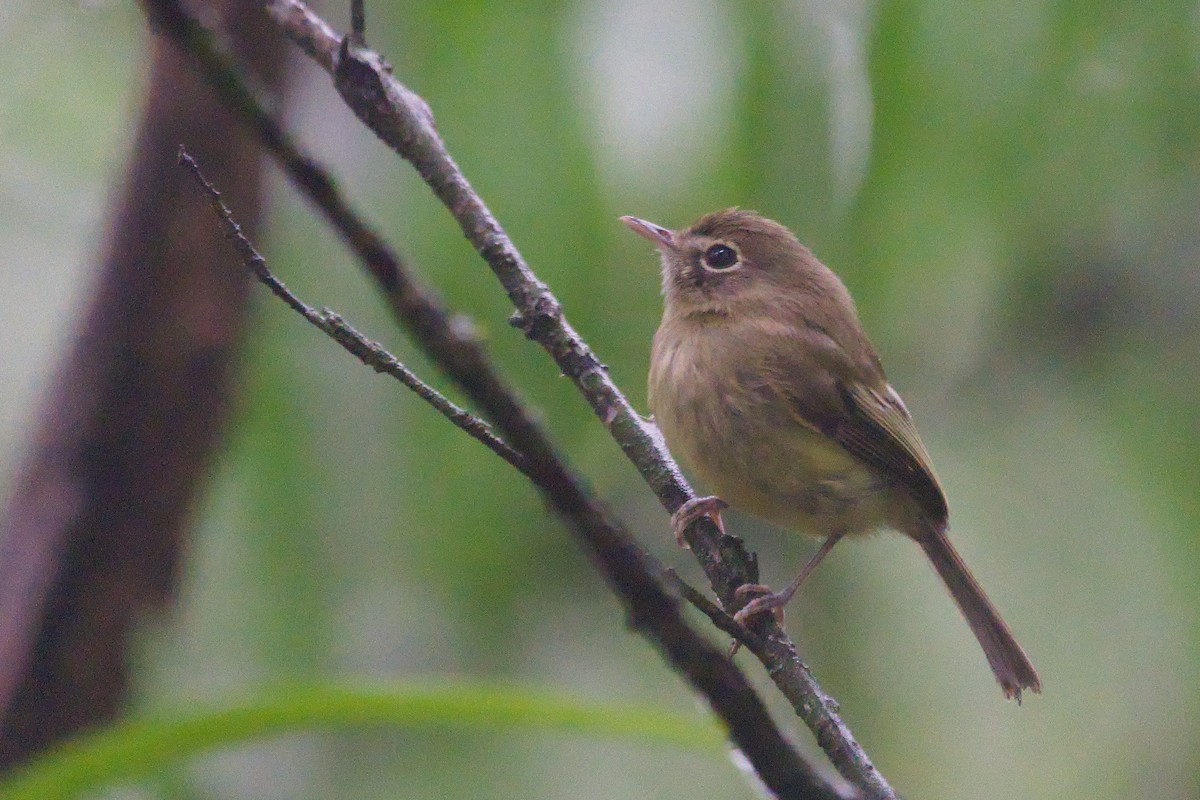 Eye-ringed Tody-Tyrant - ML624544648