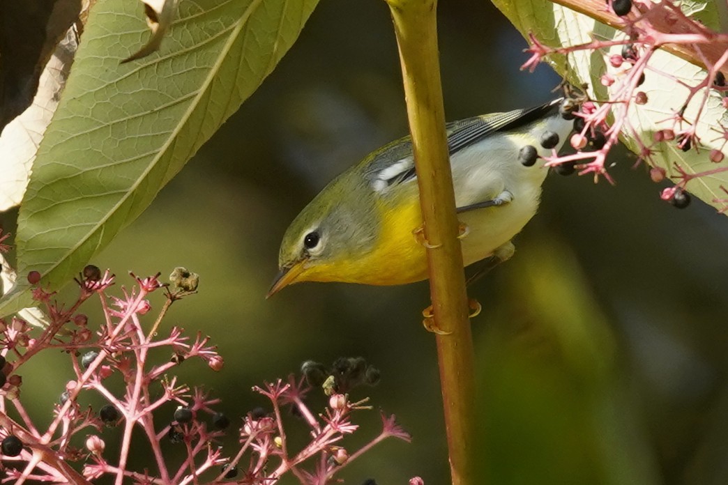 Northern Parula - ML624544660