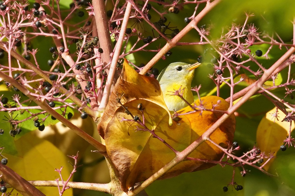 Northern Parula - ML624544671