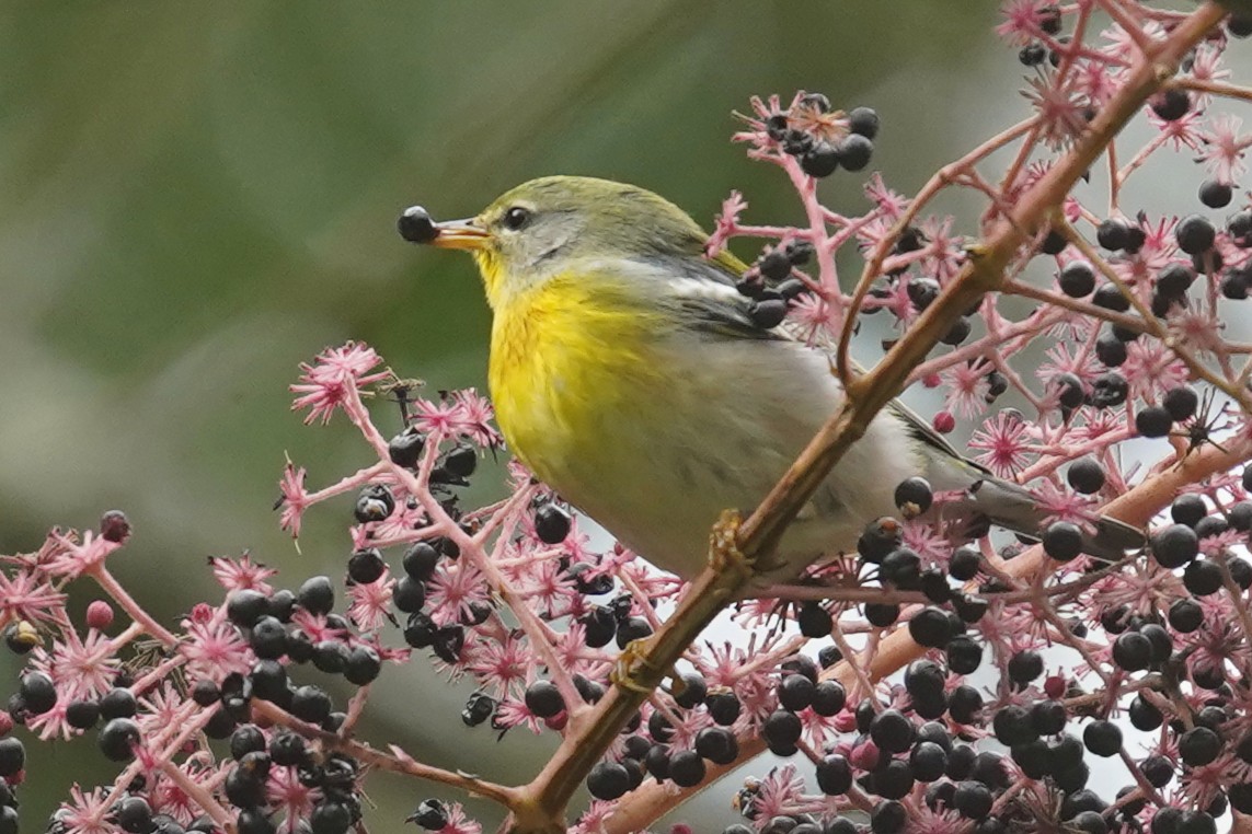 Northern Parula - ML624544680