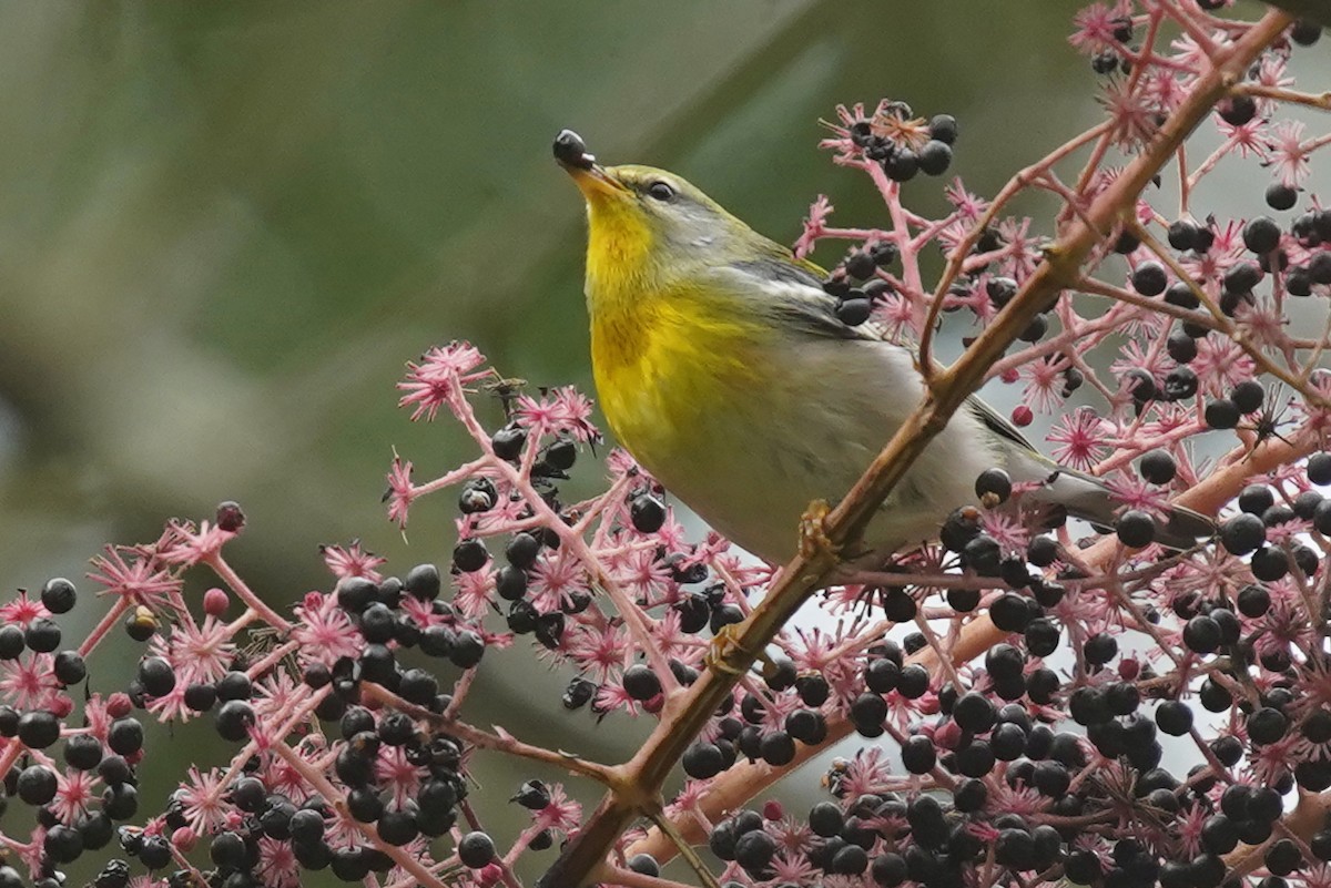 Northern Parula - ML624544681