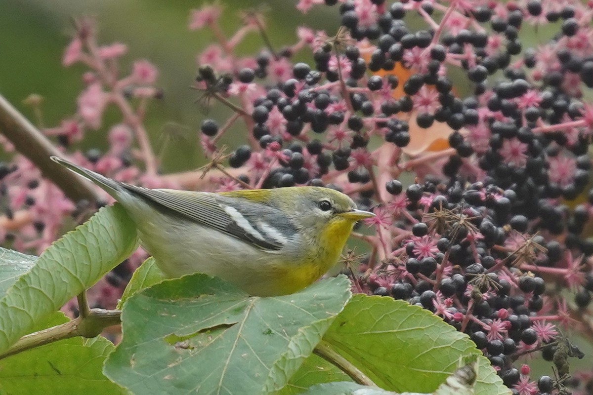 Northern Parula - ML624544682