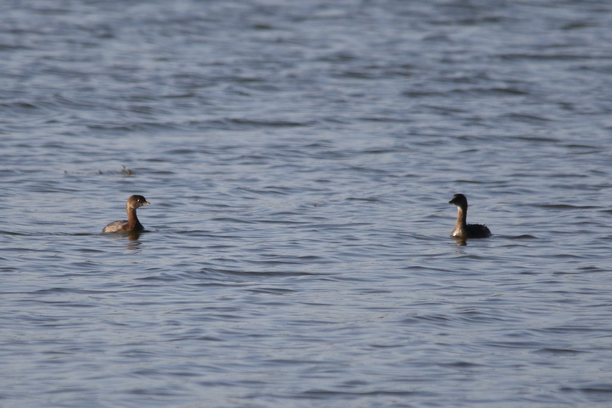 Pied-billed Grebe - ML624544708