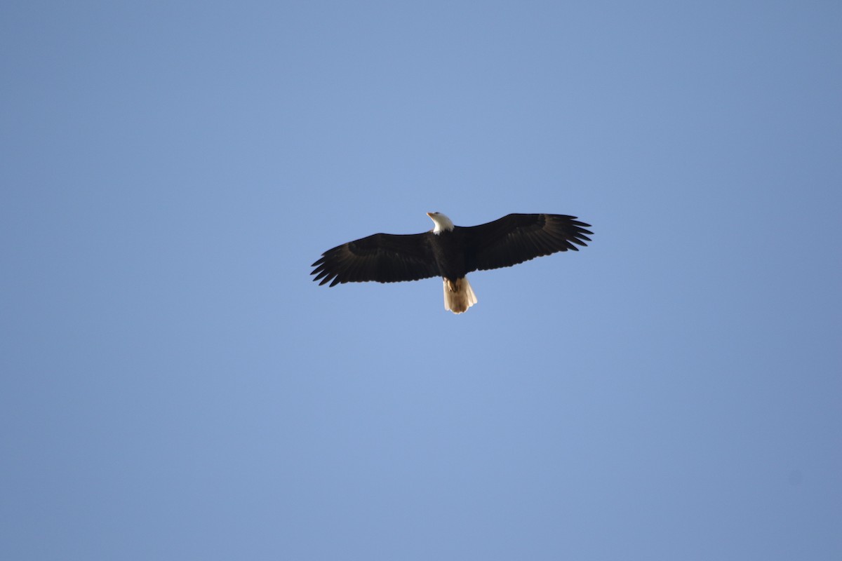 Bald Eagle - ML624544960