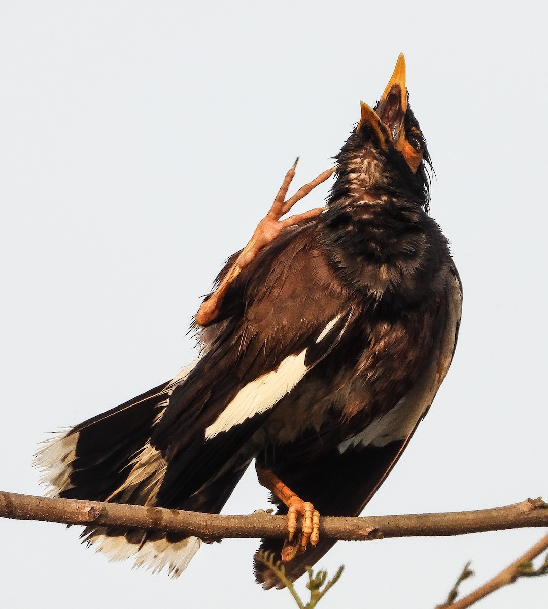 Common Myna - VAibhAV Patil