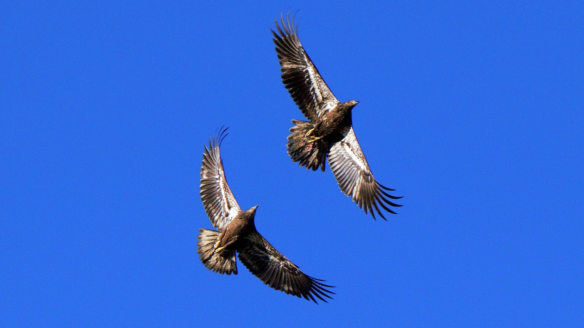 Bald Eagle - ML624545038