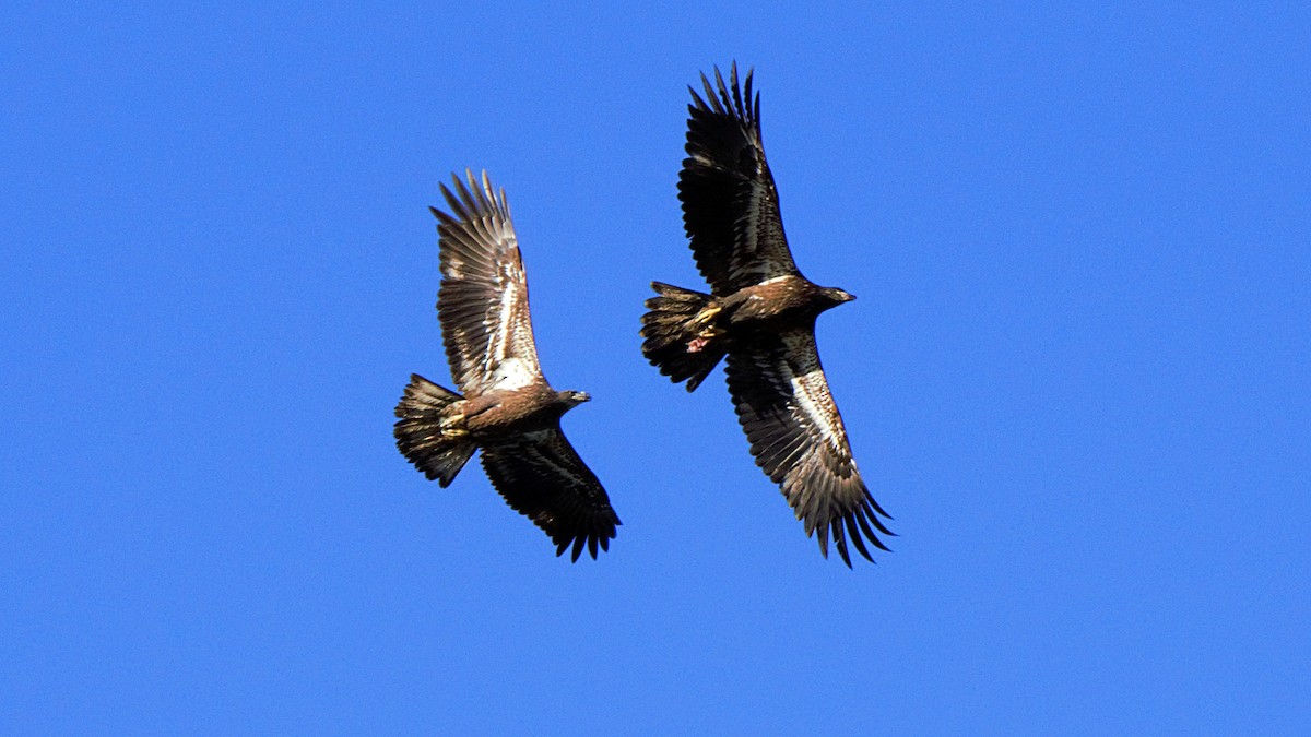 Bald Eagle - ML624545039