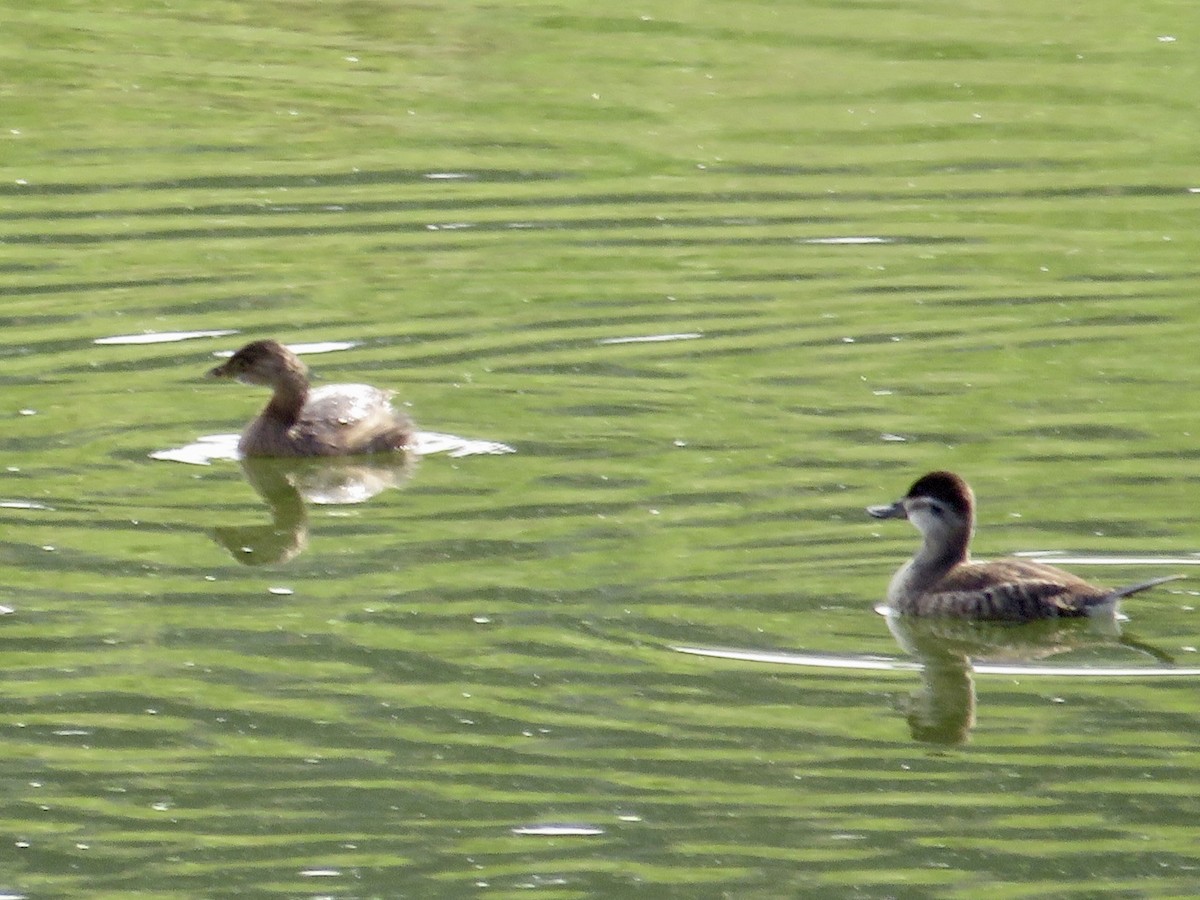 Pied-billed Grebe - ML624545118