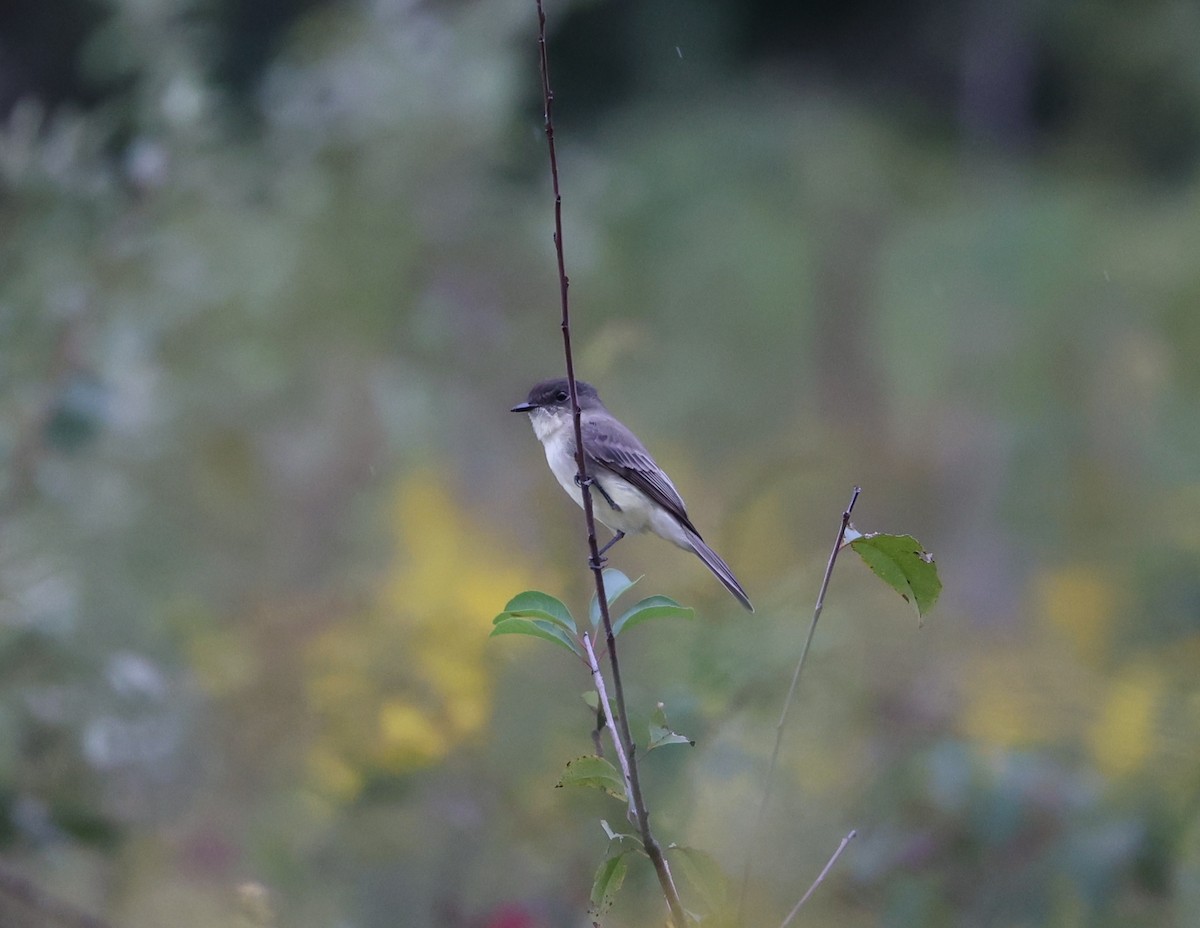 Eastern Phoebe - ML624545130