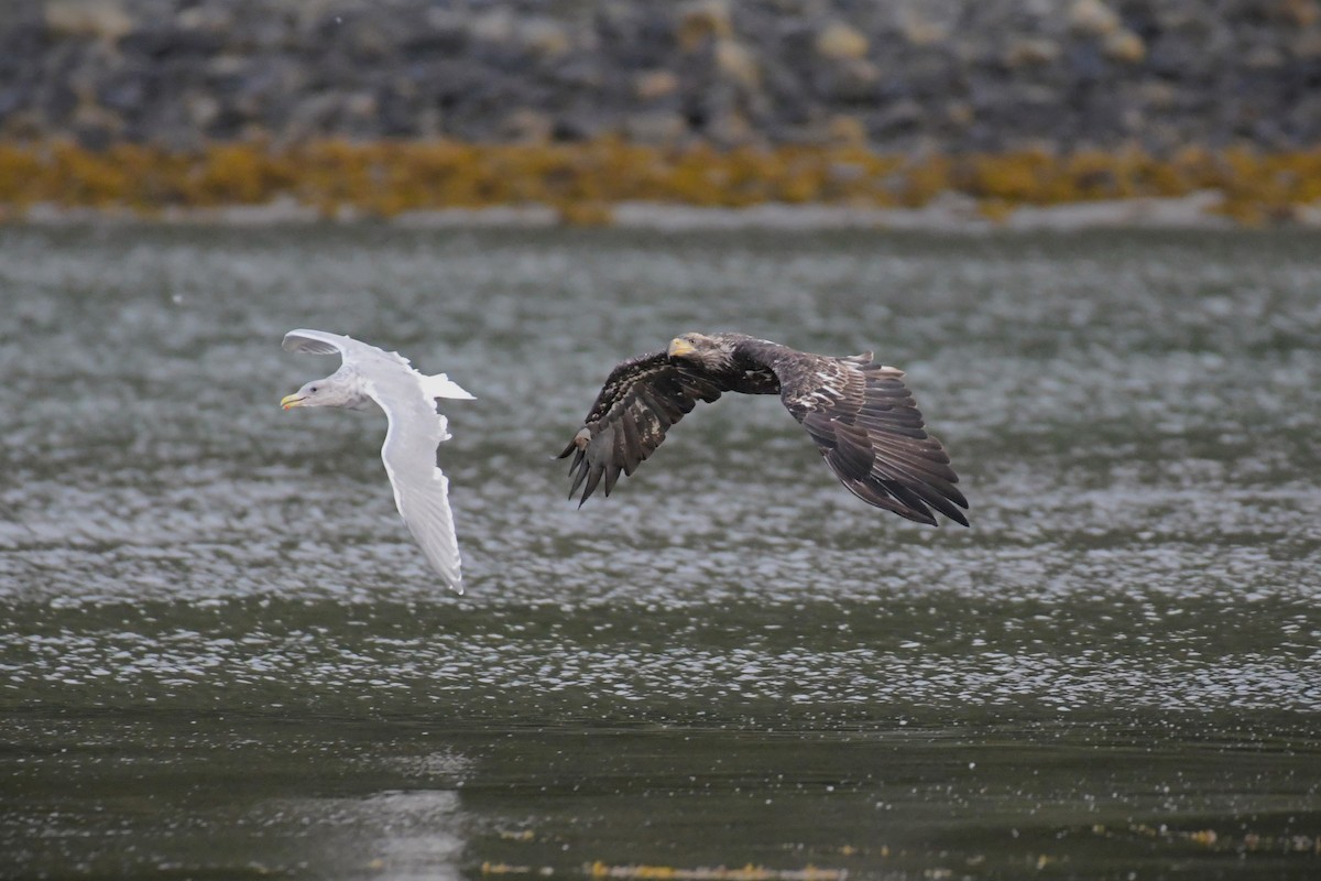 Bald Eagle - ML624545222