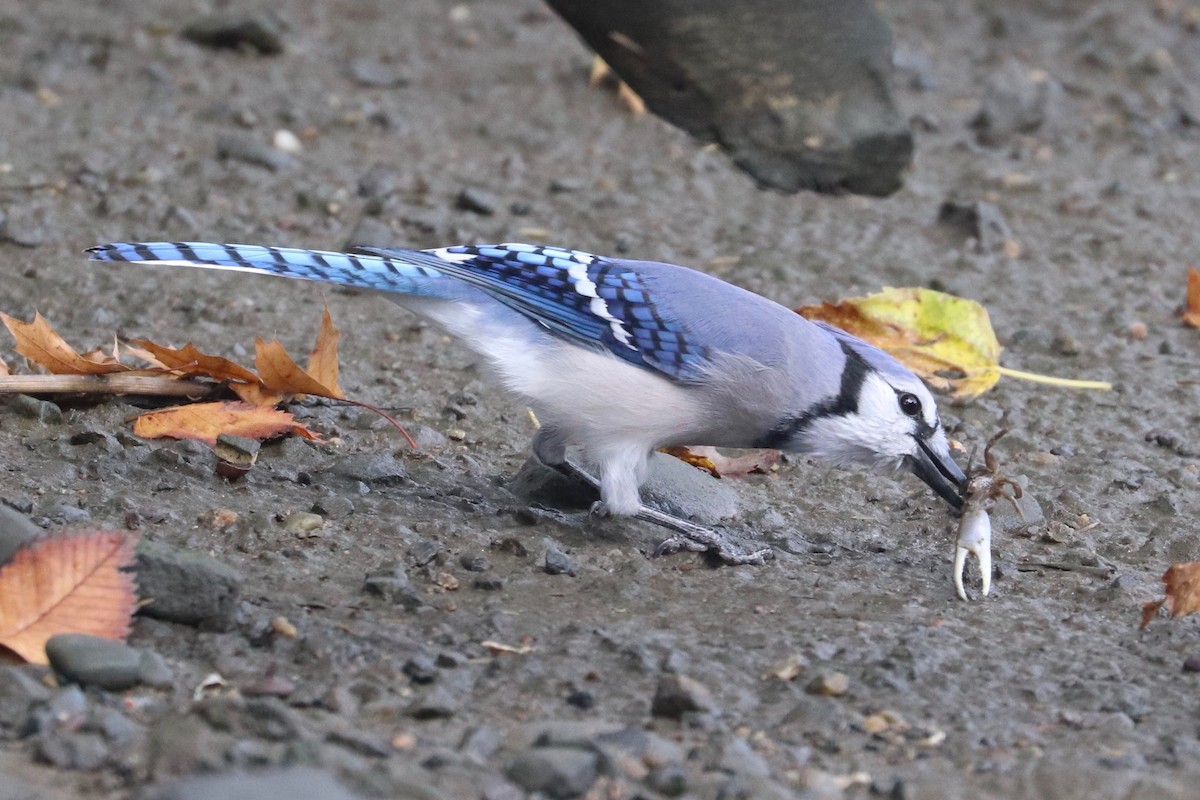Blue Jay - ML624545230