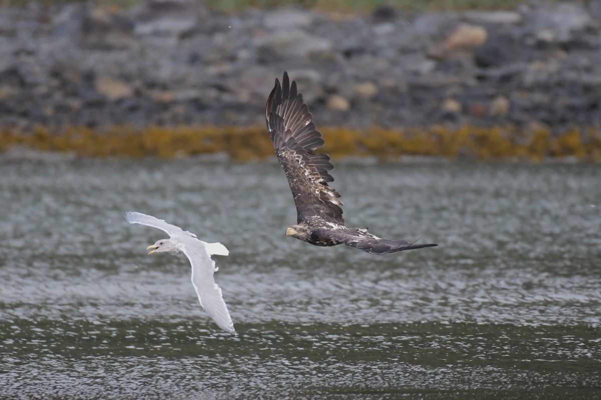 Bald Eagle - ML624545237