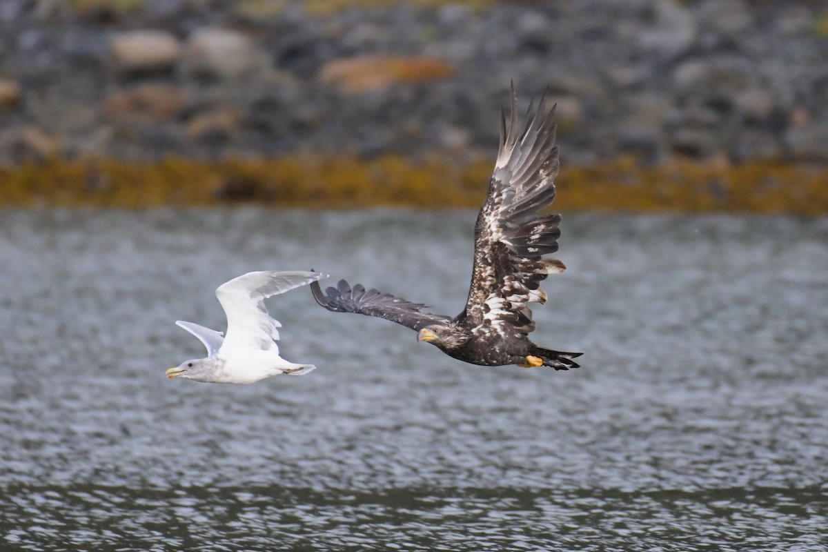 Bald Eagle - ML624545262