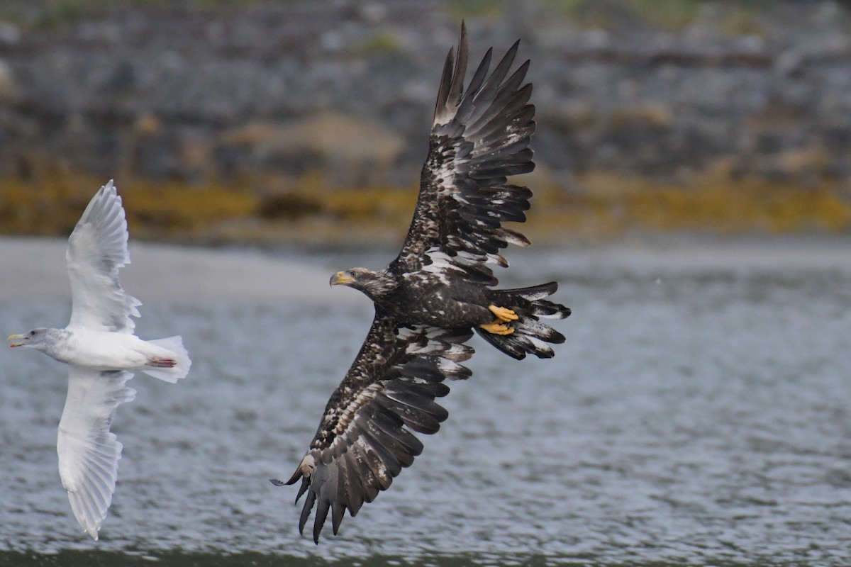 Bald Eagle - ML624545275