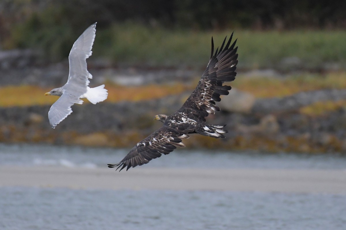 Bald Eagle - ML624545281